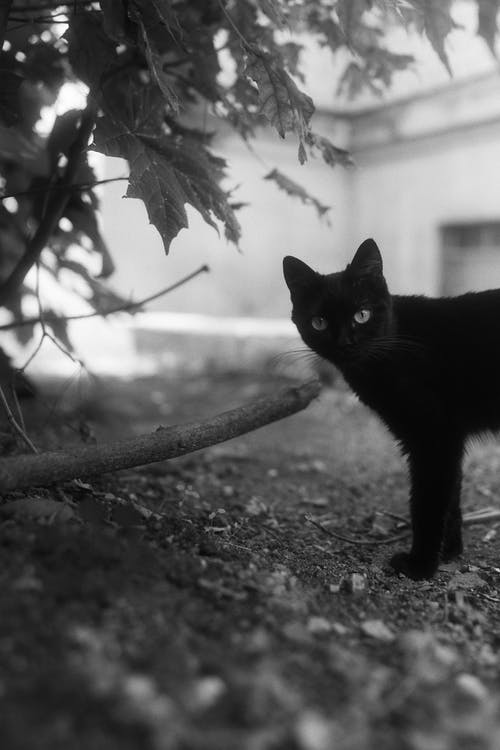 有关动物摄影, 哺乳动物, 模糊的背景的免费素材图片