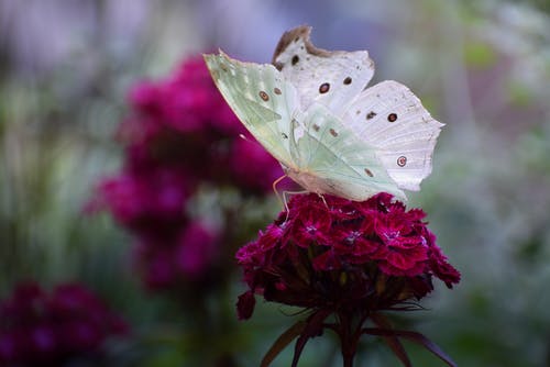 有关天性, 宏观, 微距拍摄的免费素材图片