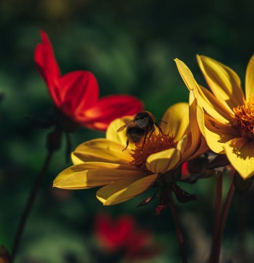 有关增长, 天性, 微妙的免费素材图片