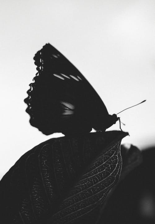 有关微距摄影, 灰阶, 特写的免费素材图片