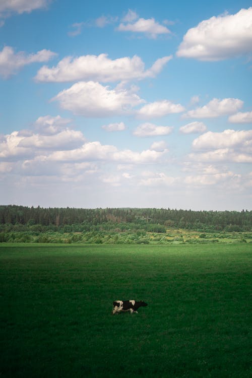 有关动物, 垂直拍摄, 牛的免费素材图片