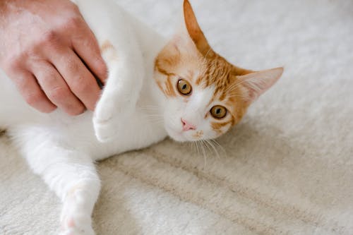 有关动物, 可爱, 可爱的的免费素材图片