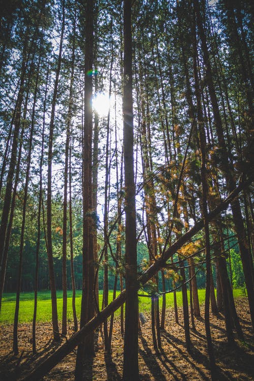 有关垂直拍摄, 增长, 天性的免费素材图片