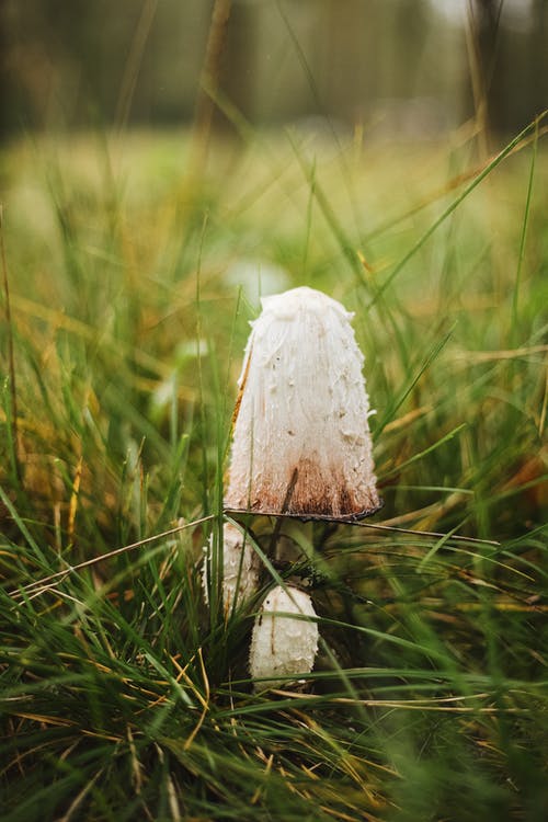 有关垂直拍摄, 毒菌, 特写的免费素材图片