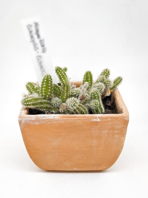 有关仙人掌, 仙人掌植物, 刺的免费素材图片