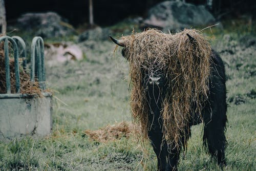 有关乾草, 动物, 哺乳动物的免费素材图片