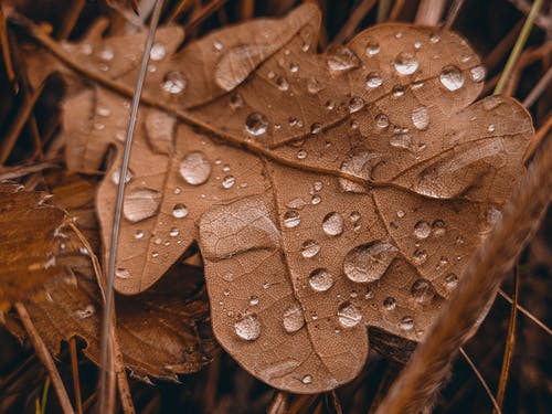 有关下落, 壁纸, 季节的免费素材图片