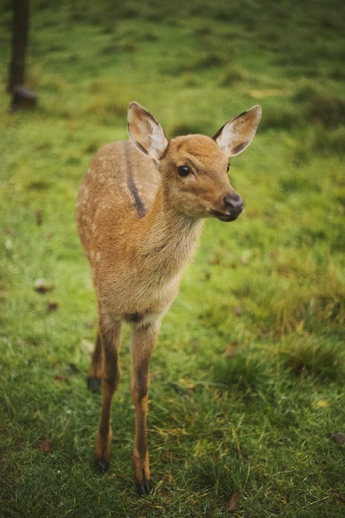 有关动物, 动物摄影, 可爱的免费素材图片