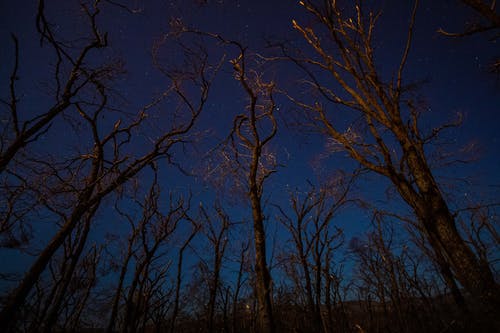 有关乾枯, 低角度拍摄, 光秃秃的树木的免费素材图片