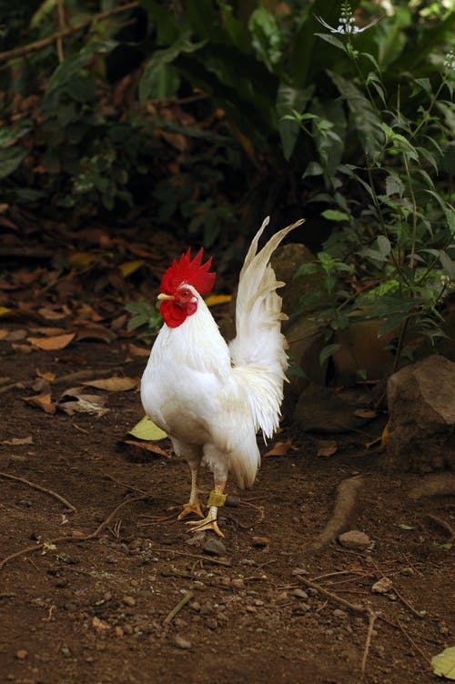 有关公鸡, 动物, 垂直拍摄的免费素材图片