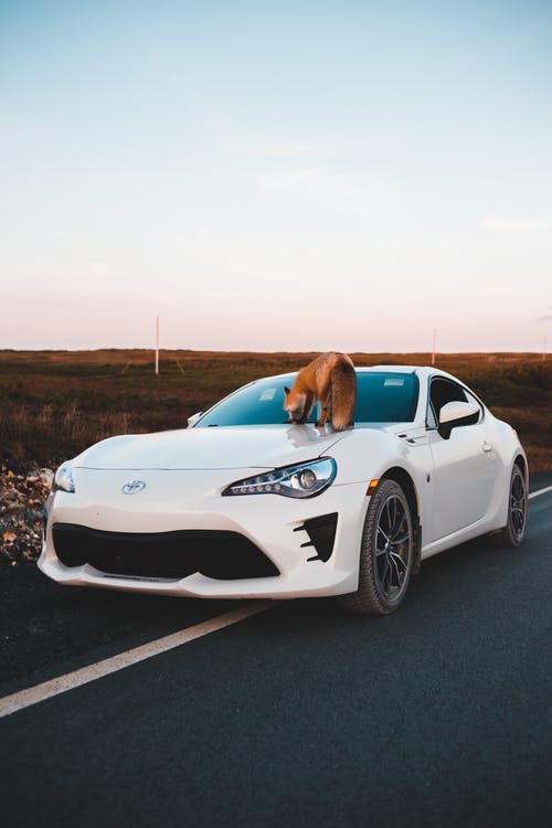 有关兜帽, 垂直拍摄, 徽章的免费素材图片