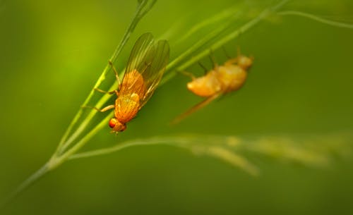 有关宏观, 昆虫, 果蝇的免费素材图片