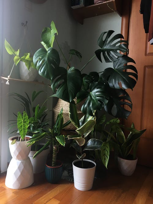 有关covid-19, 博霍, 原本的免费素材图片