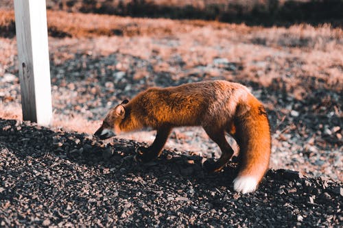 有关动物, 动物摄影, 哺乳动物的免费素材图片