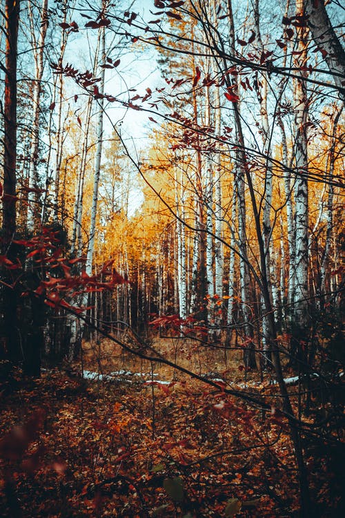 有关下落, 垂直拍摄, 天性的免费素材图片