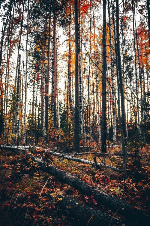 有关下落, 垂直拍摄, 天性的免费素材图片