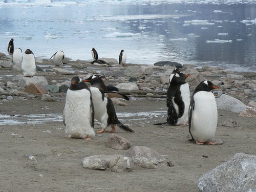 有关企鹅, 南极洲, 岸边的免费素材图片