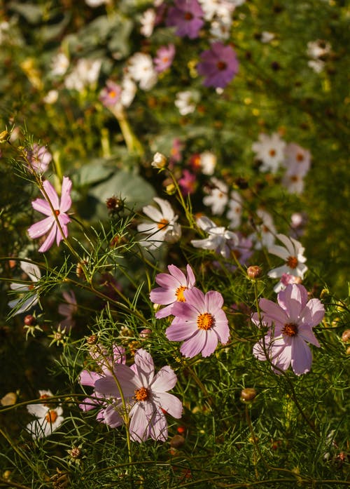 有关垂直拍摄, 微妙, 植物群的免费素材图片
