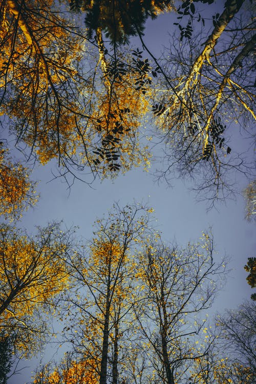 有关下落, 低角度拍摄, 垂直拍摄的免费素材图片