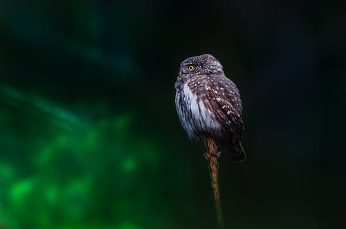有关动物, 栖息, 欧亚侏儒猫头鹰的免费素材图片