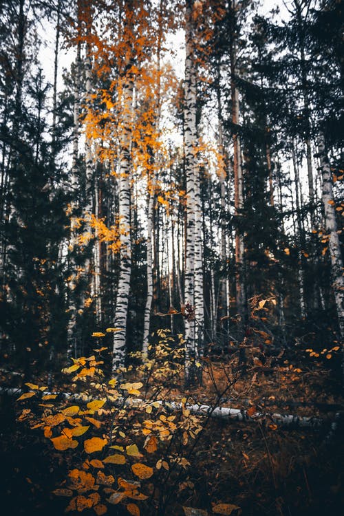 有关下落, 垂直拍摄, 天性的免费素材图片