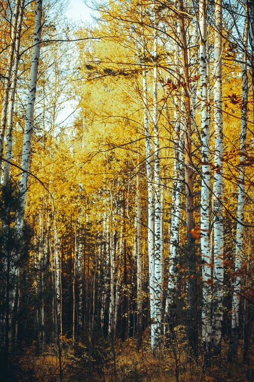 有关下落, 垂直拍摄, 天性的免费素材图片