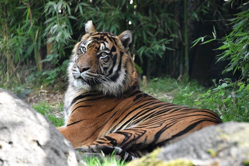 有关動物, 動物攝影, 哺乳動物的免费素材图片