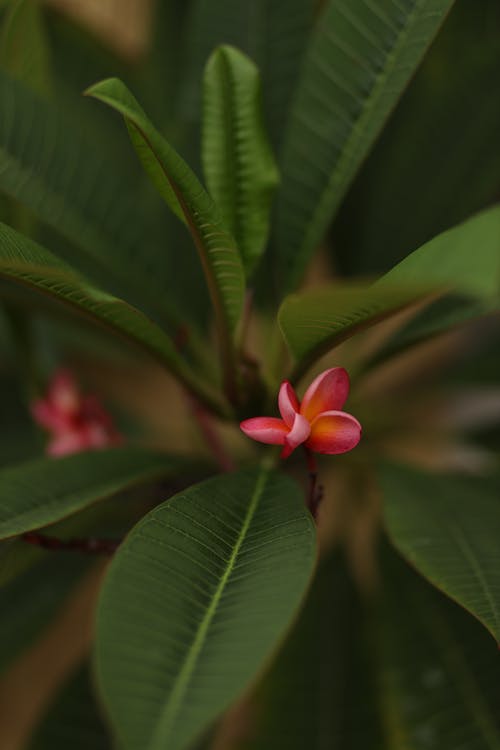 有关垂直的, 特写, 紅花的免费素材图片