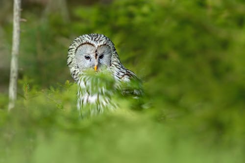 有关strix uralensis, 乌拉尔猫头鹰, 景深的免费素材图片