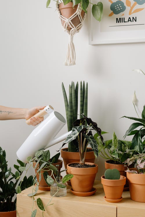 有关喷壶, 室内植物, 家庭园艺的免费素材图片