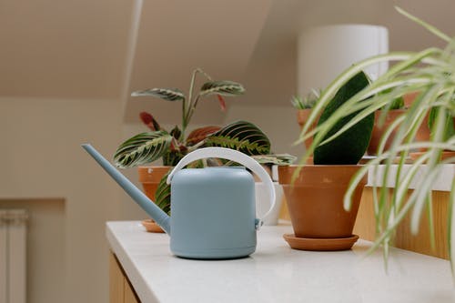 有关喷壶, 室内植物, 家庭植物的免费素材图片