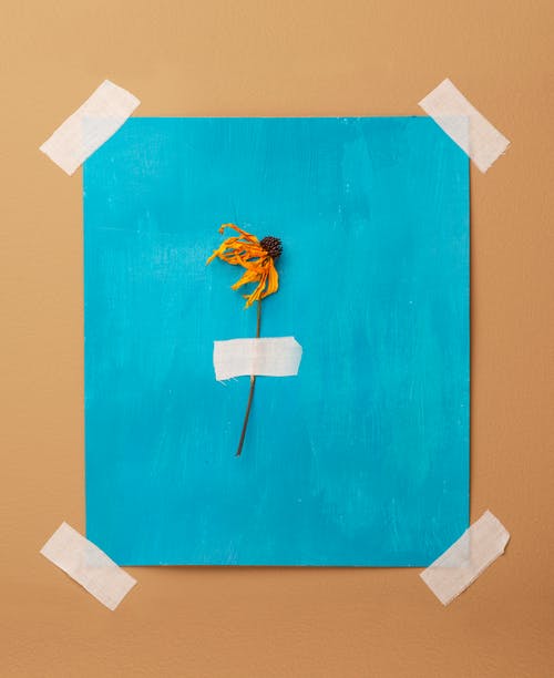 有关垂直拍摄, 干花, 墙壁的免费素材图片