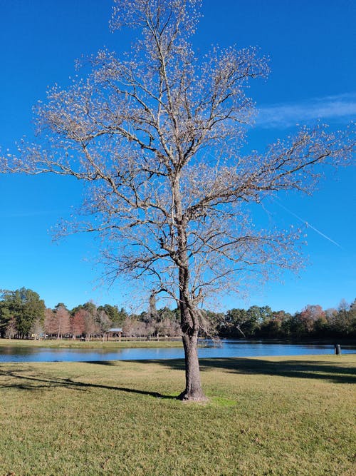 有关分支机构, 垂直拍摄, 天性的免费素材图片