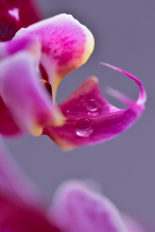 有关垂直拍摄, 微距拍摄, 植物群的免费素材图片