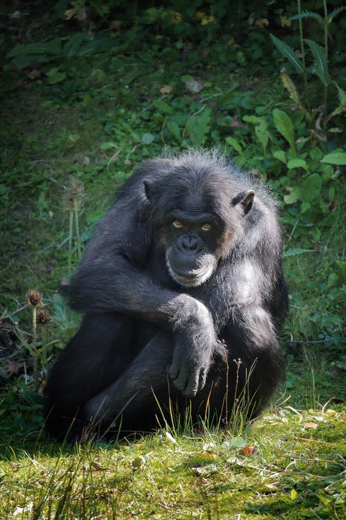 有关动物摄影, 垂直拍摄, 大猩猩的免费素材图片