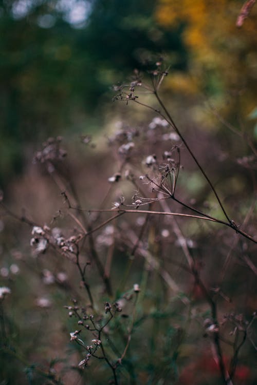 有关分支机构, 增长, 季节的免费素材图片