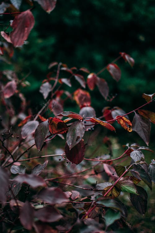 有关下落, 分公司, 增长的免费素材图片