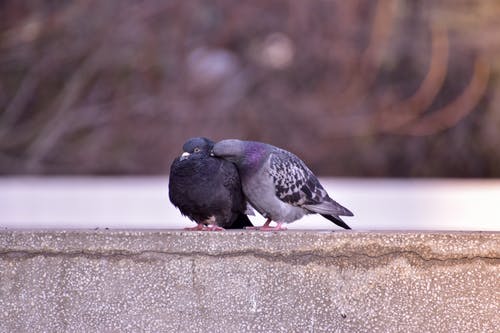 有关休息, 公园, 动物的免费素材图片