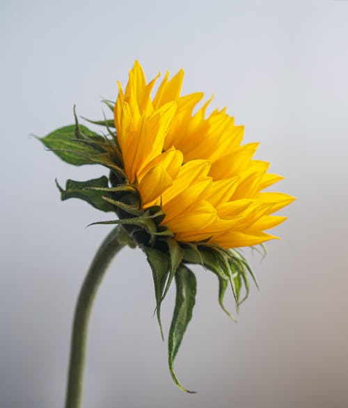 有关向日葵, 垂直拍摄, 干的免费素材图片
