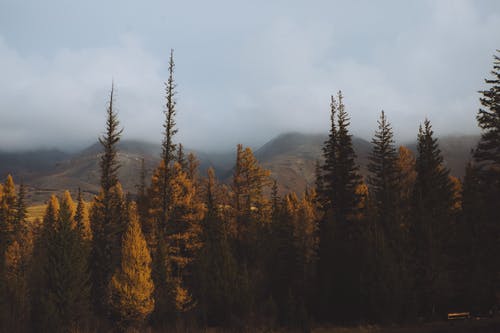 有关有薄雾的, 有雾的, 树木的免费素材图片
