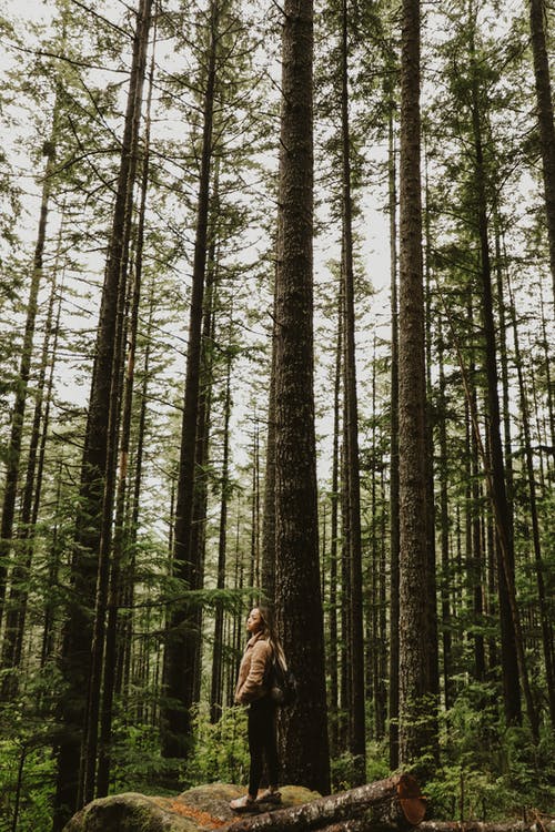 有关旅行, 旅游慾, 森林的免费素材图片