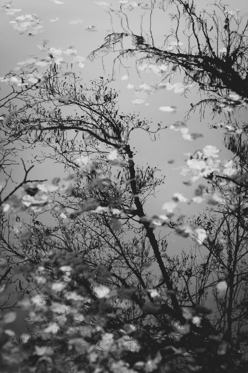 有关分公司, 垂直拍摄, 季节的免费素材图片