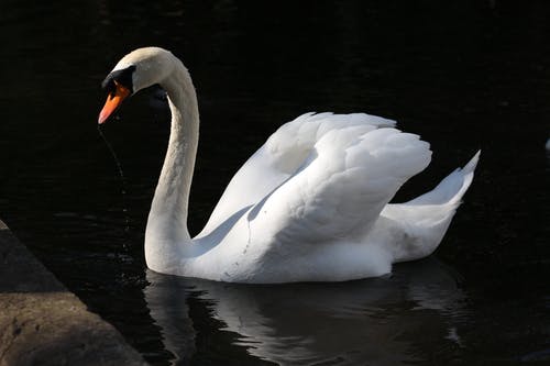 有关动物, 动物摄影, 天性的免费素材图片