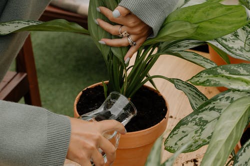 有关土, 室内植物, 成长中的免费素材图片