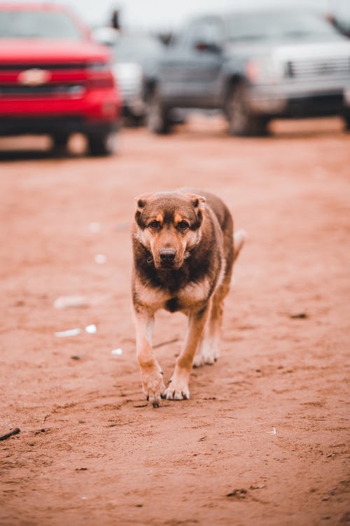 有关动物, 动物摄影, 哺乳动物的免费素材图片