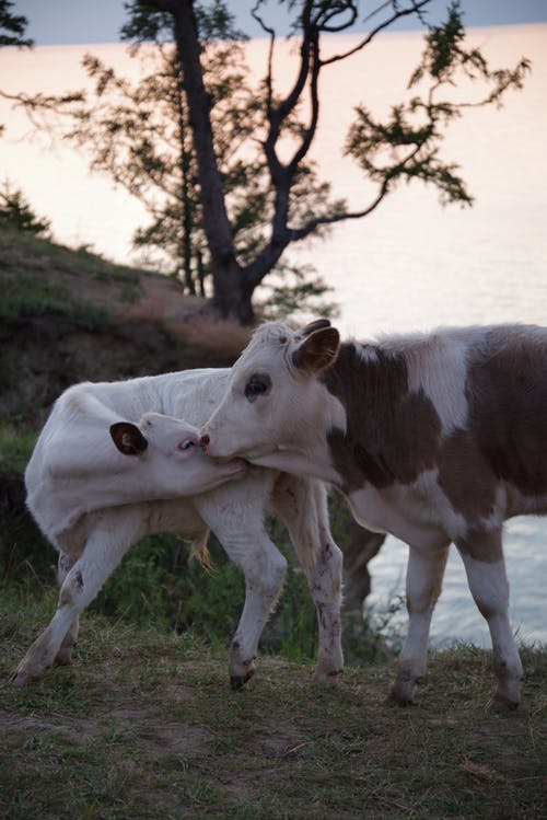 有关垂直拍摄, 奶牛, 牛科的免费素材图片