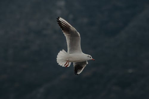 有关海鸟, 海鸥, 特写的免费素材图片