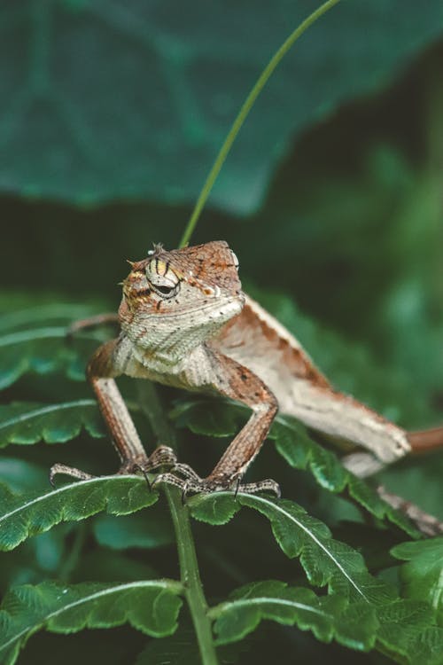 有关动物, 动物摄影, 垂直拍摄的免费素材图片