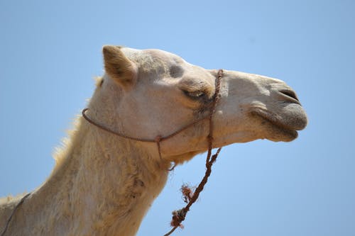 有关动物, 动物摄影, 单峰驼的免费素材图片