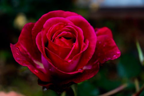 有关增长, 天性, 微妙的免费素材图片